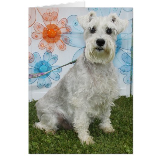 Caitlin - Schnauzer Cards (Front)
