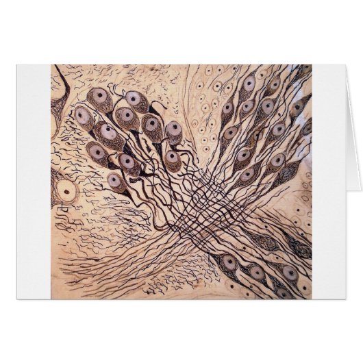 Cajal's Neurons 1 Cards (Front Horizontal)