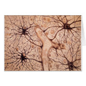 Cajal's Neurons 3 (Front Horizontal)