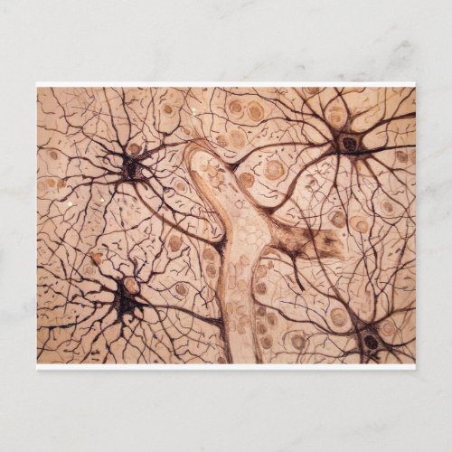 Cajals Neurons 3 Postcard