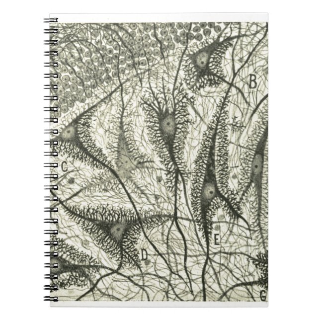 Cajal's Neurons 4 Notebook (Front)