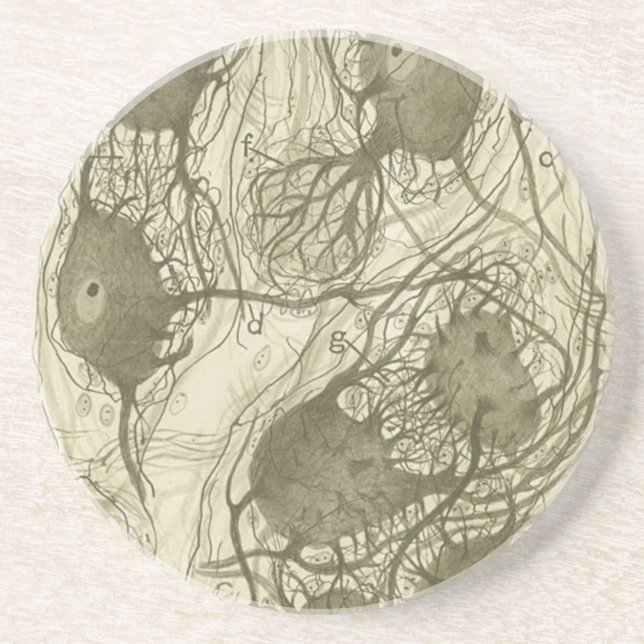 Cajal's neurons 6 sandstone coaster (Front)