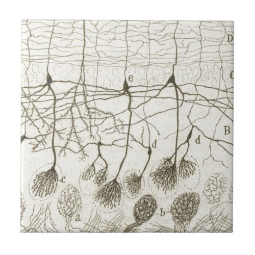 Cajals Neurons 8 Ceramic Tile