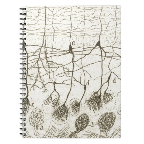 Cajals Neurons 8 Notebook