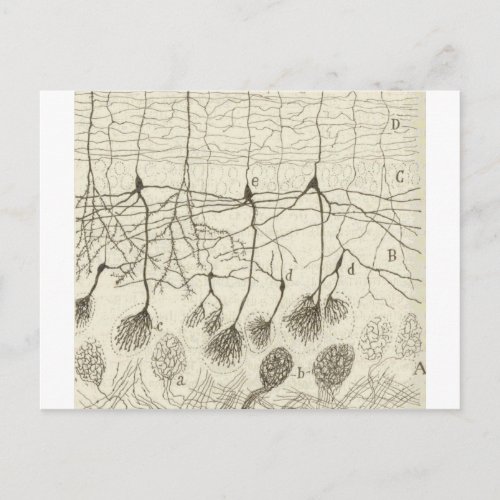 Cajals Neurons 8 Postcard