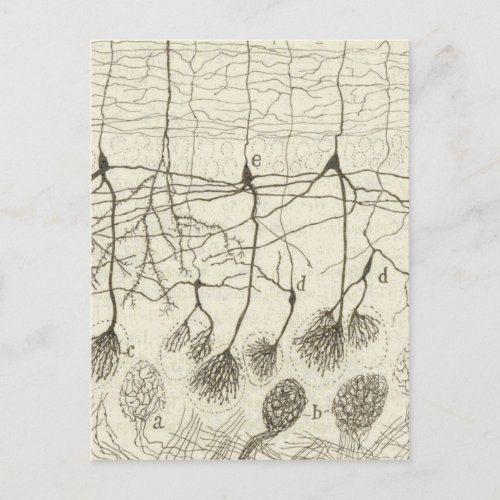 Cajals Neurons 8 Postcard