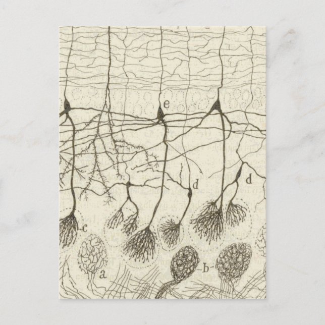 Cajal's Neurons 8 Postcard (Front)