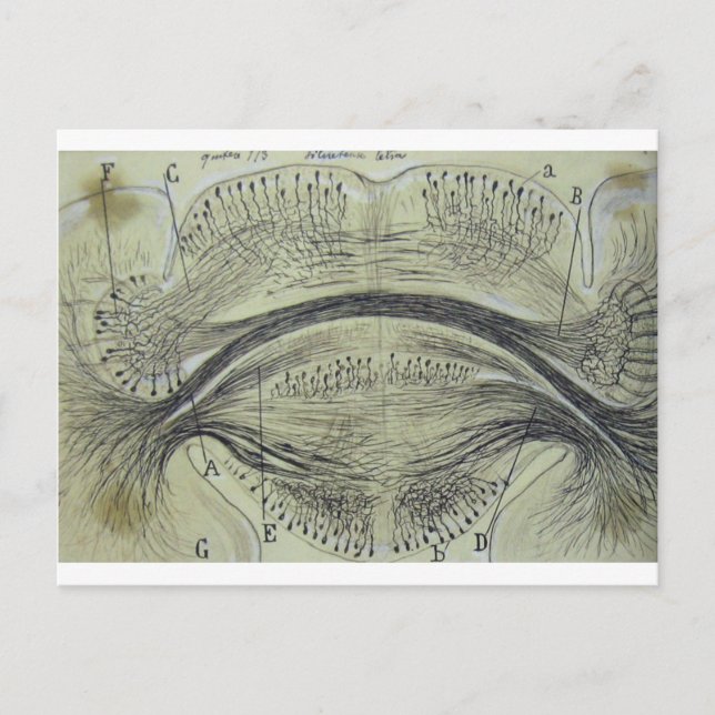 Cajal's spinal neurons - 5 postcard (Front)