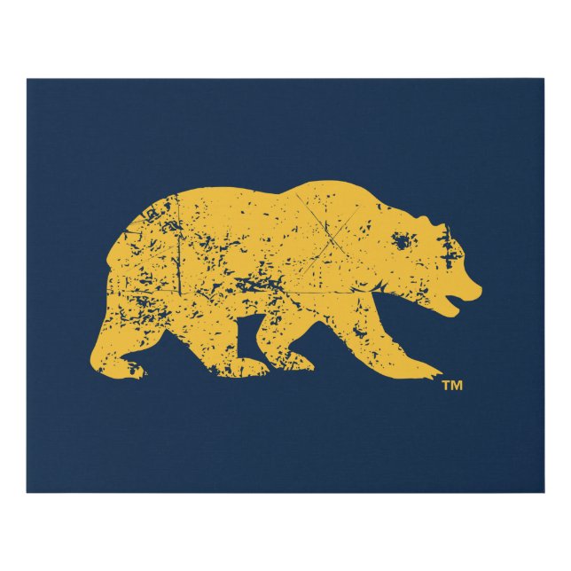 Cal Bear | Distressed Yellow Faux Canvas Print (Front)