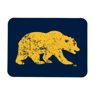 Cal Bear   Distressed Yellow Magnet