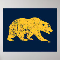 Cal Bear | Distressed Yellow