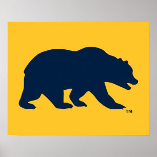 Cal Blue Bear Poster