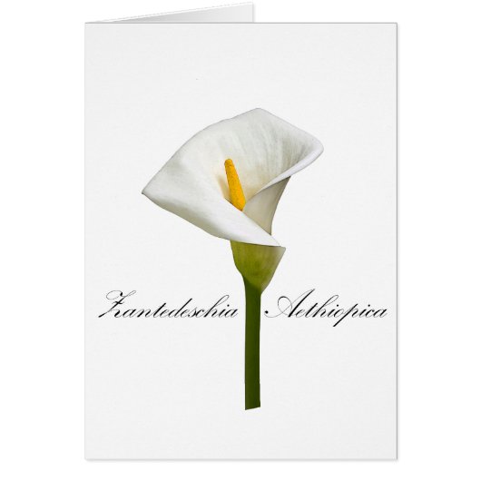 Cala Lily Cards (Front)