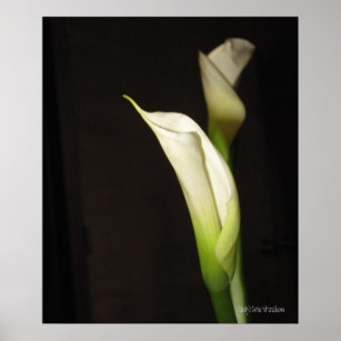 Cala Lily Duo Poster