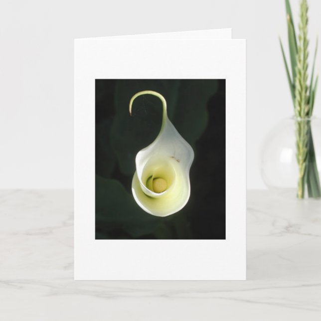 Cala Lily greeting card (Front)