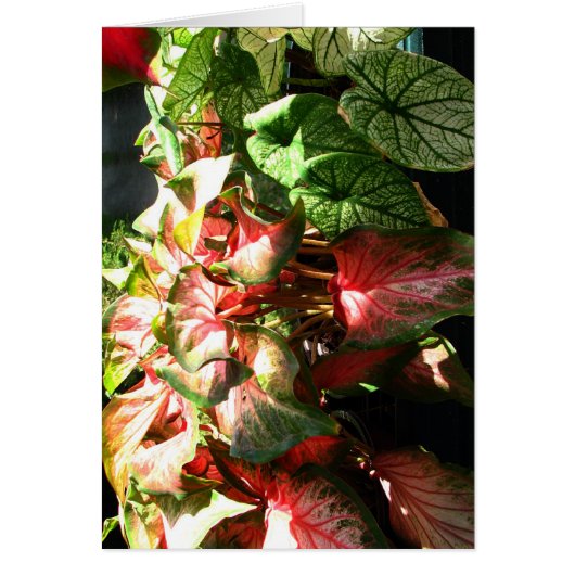 CALADIUM (Front)