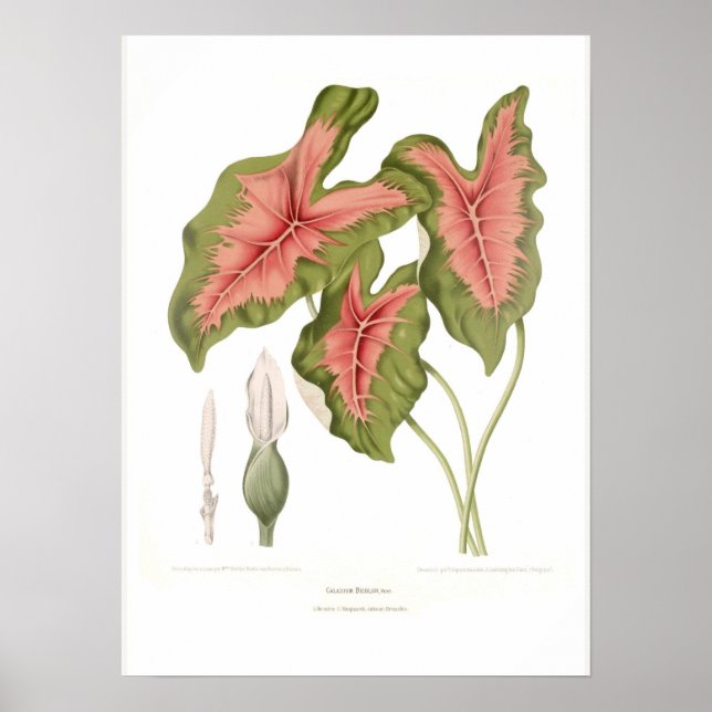 Caladium bicolor poster (Front)