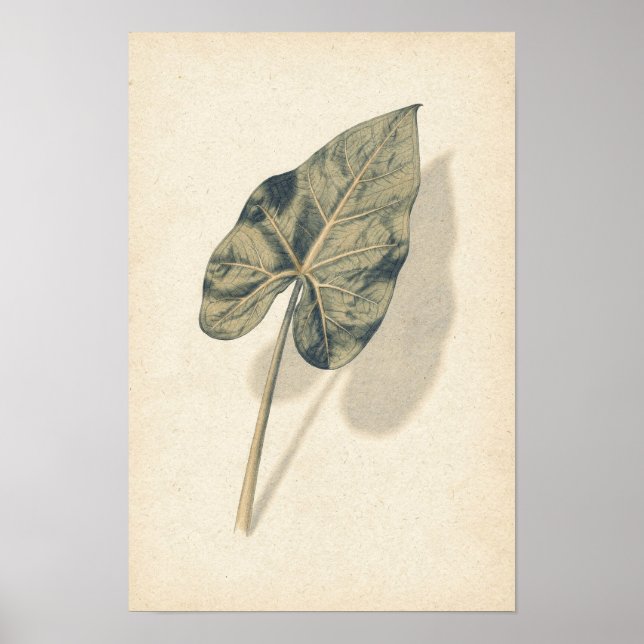 Caladium Leaf Botanical Study Poster (Front)