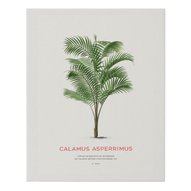 Calamus Asperrimus - Palm Tree  Faux Canvas Print (Front)