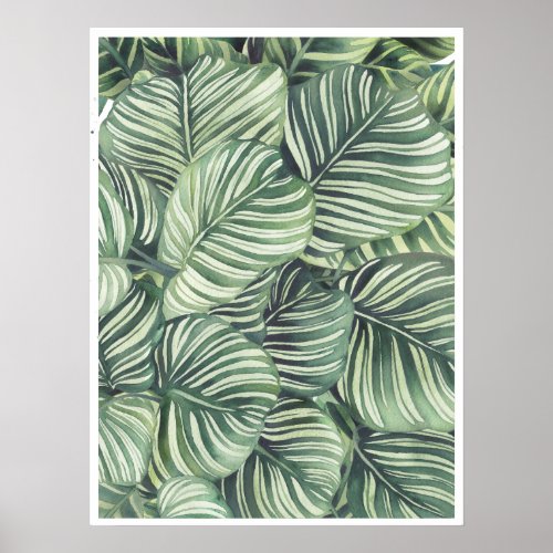 Calathea Orbifolia Watercolor iluustration Poster