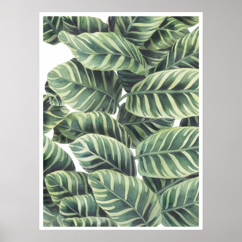 Calathea Plant Leaves Watercolor  Illustration Poster