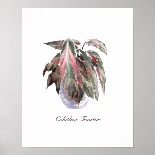 Calathea Triostar Print Value Poster Paper Matte