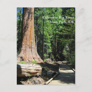 Calaveras Big Trees State Park, CA. Postcard