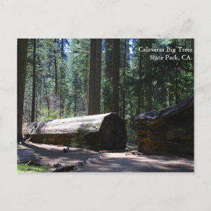 Calaveras Big Trees State Park, CA. Postcard