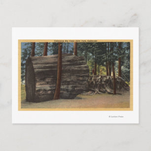 Calaveras Big Trees State Park Postcard