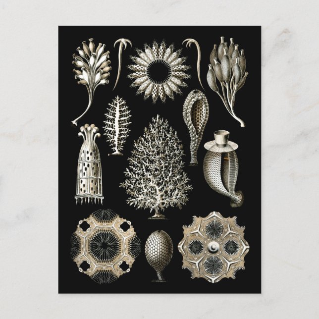 Calcareous Sponges Postcard (Front)