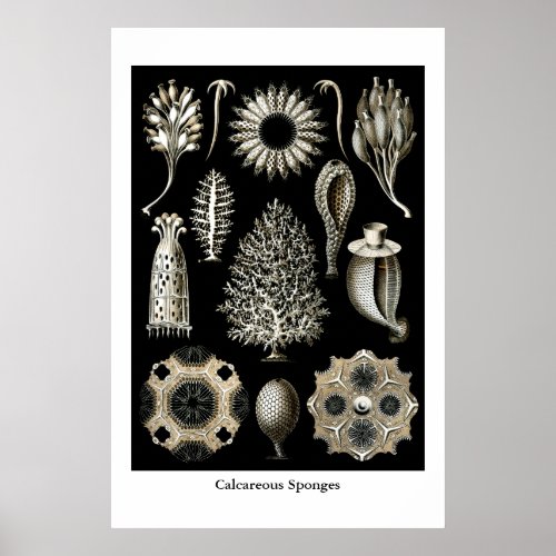 Calcareous Sponges Poster