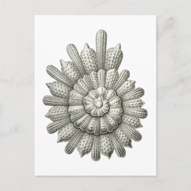 Calcarina clavigera Ernst Haeckel Fine Art Postcard (Front)