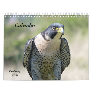 Calendar 12 months, Predatory Birds