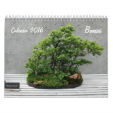 korean fir bonsai Small Korean Fir Seedling  Bunton Bonsai