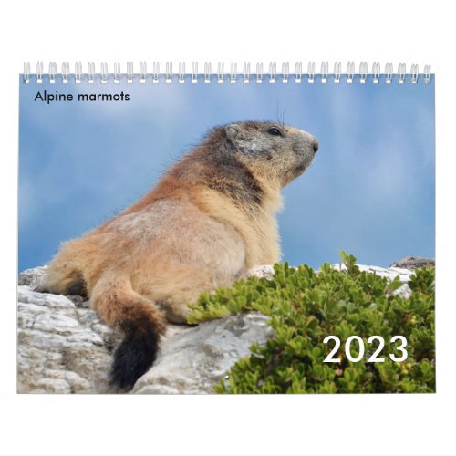 Calendar 2023 of Alpine marmots