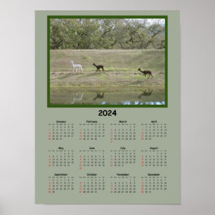 Calendar - 2024 Alpaca Calendar Poster