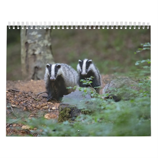 Calendar Badgers Calendar Badgers Forest Forest (Cover)