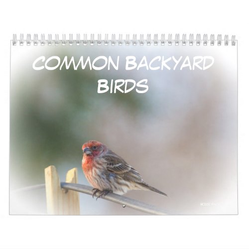 Calendar _ Common Backyard Birds