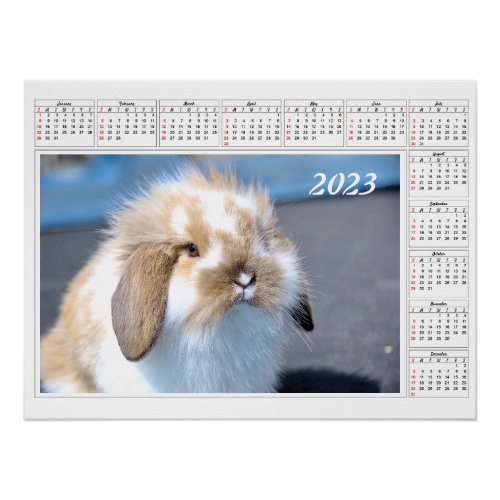 Calendar for 2023  Flemish  rabbit     Poster