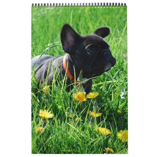 Calendar French Bulldogge great photo collection