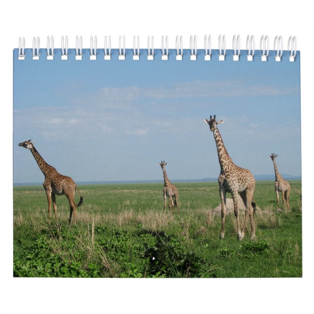 calendar giraffe (Cover)