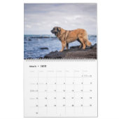 Calendar - Leonberger Ladies (Mar 2025)