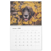 Calendar - Leonberger Ladies (Jan 2025)