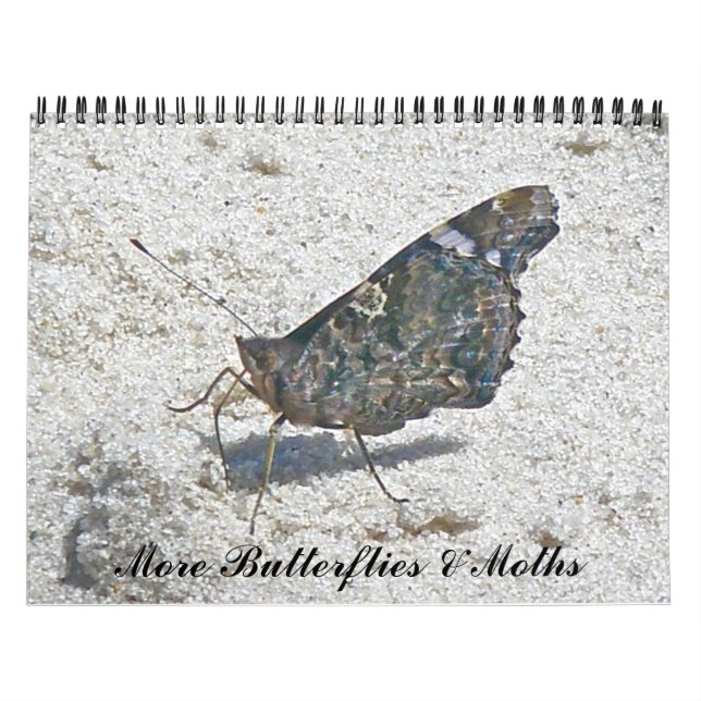 Calendar - More Butterflies & Moths (Cover)