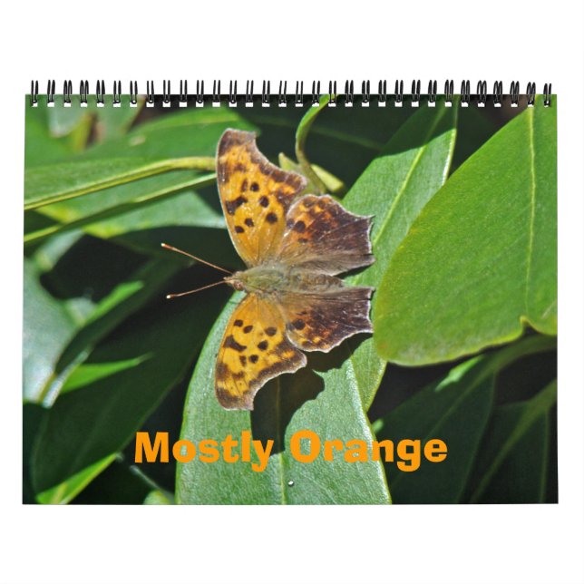 Calendar - Mostly Orange (Cover)