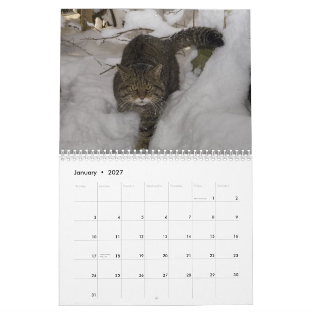 Calendar - Scottish wildcat (Jan 2027)