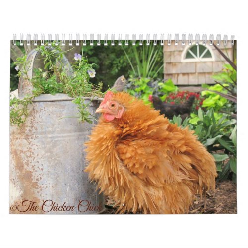 Calendar The Chicken Chicks Flock Calendar