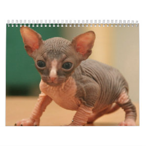 Calendar with a cute sphynx kittens