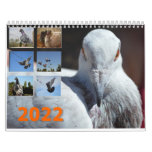Calendario Para Colomb&#243;filos . Palomas Mensajeras Calendar at Zazzle