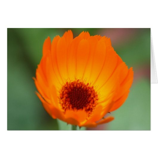 Calendula Cards (Front Horizontal)